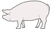 pictogram wit varken