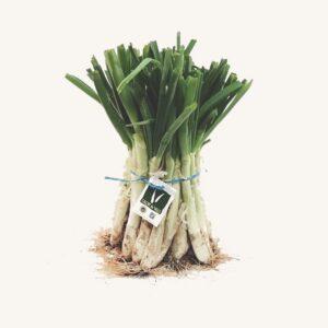 Calçots de Valls (IGP) uit Catalonië, eerste kwaliteit (primera categoría), bos (manat / manojo) met 25 eenheden